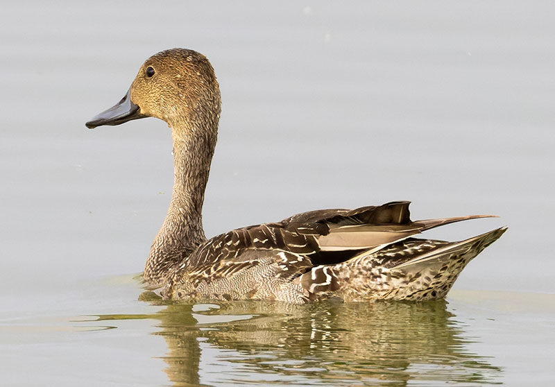 Northern Pintail Anas acuta