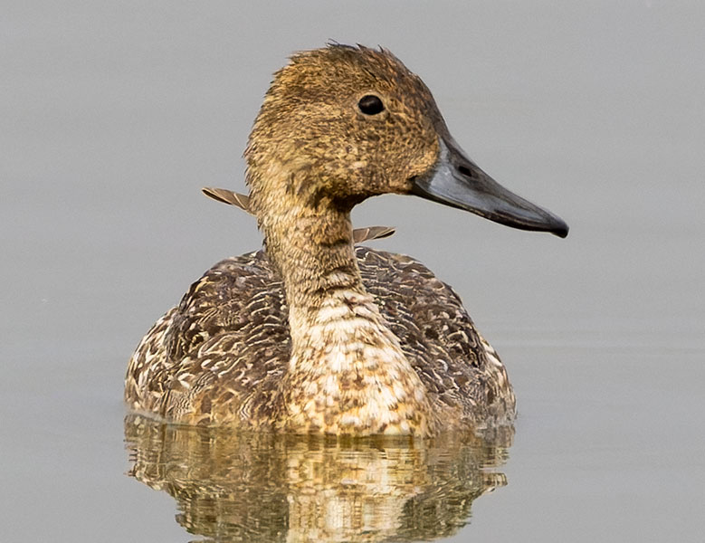 Northern Pintail Anas acuta