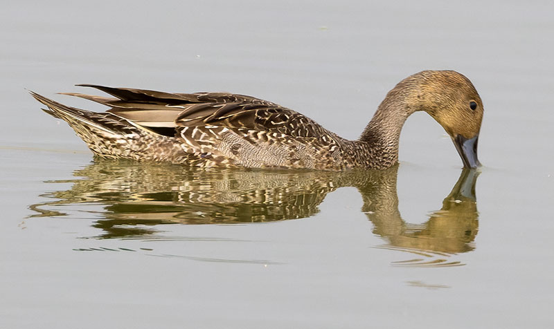 Northern Pintail Anas acuta