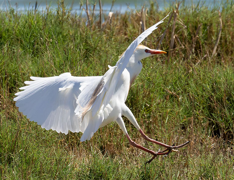 Cattle Egret Bubulcus ibis 
