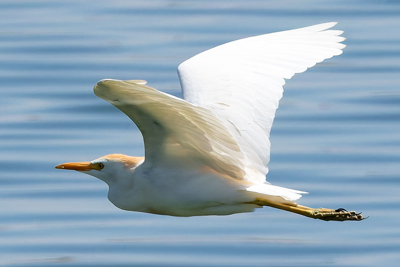 Cattle Egret Bubulcus ibis 