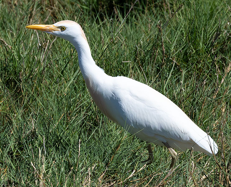 Cattle Egret Bubulcus ibis 