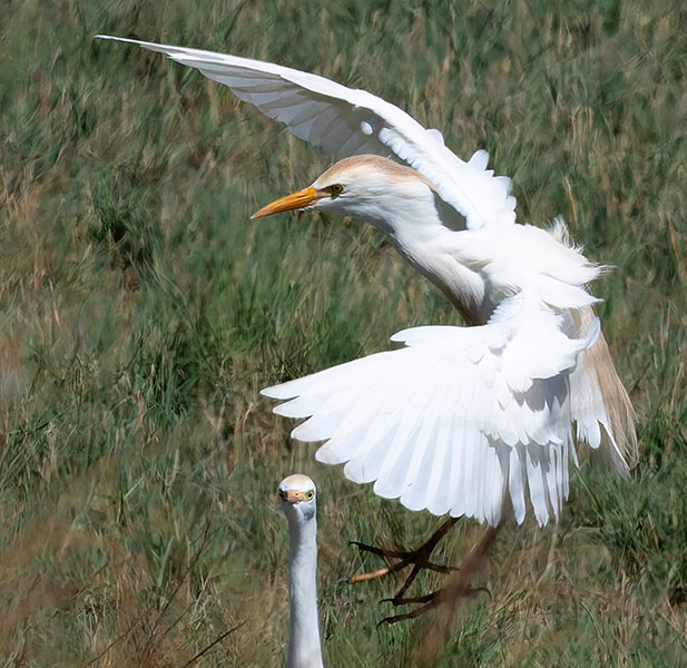 Cattle Egret Bubulcus ibis 