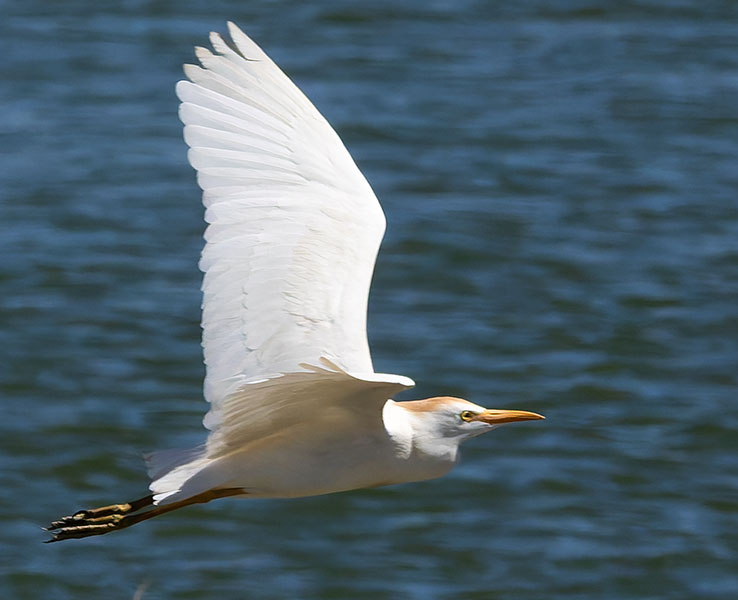 Cattle Egret Bubulcus ibis 