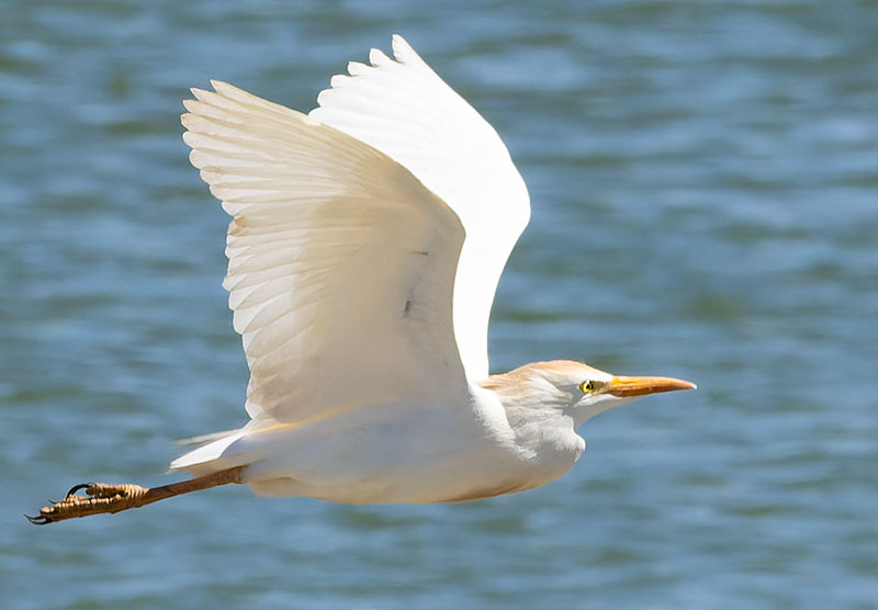 Cattle Egret Bubulcus ibis 