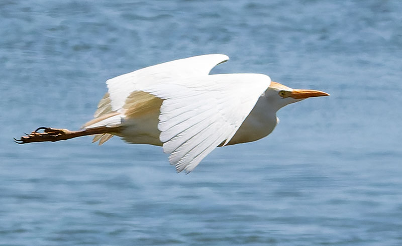 Cattle Egret Bubulcus ibis 