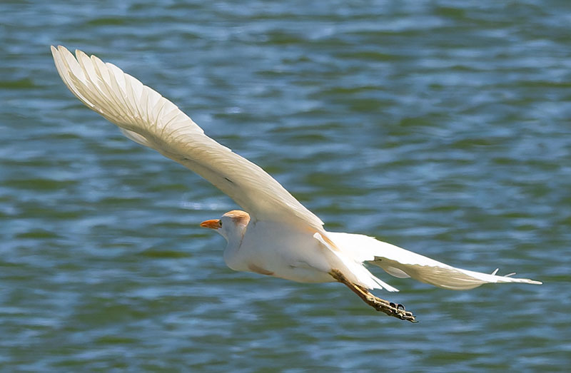 Cattle Egret Bubulcus ibis 