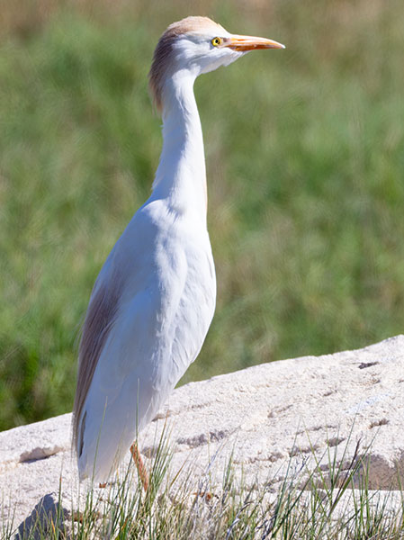 Cattle Egret Bubulcus ibis 