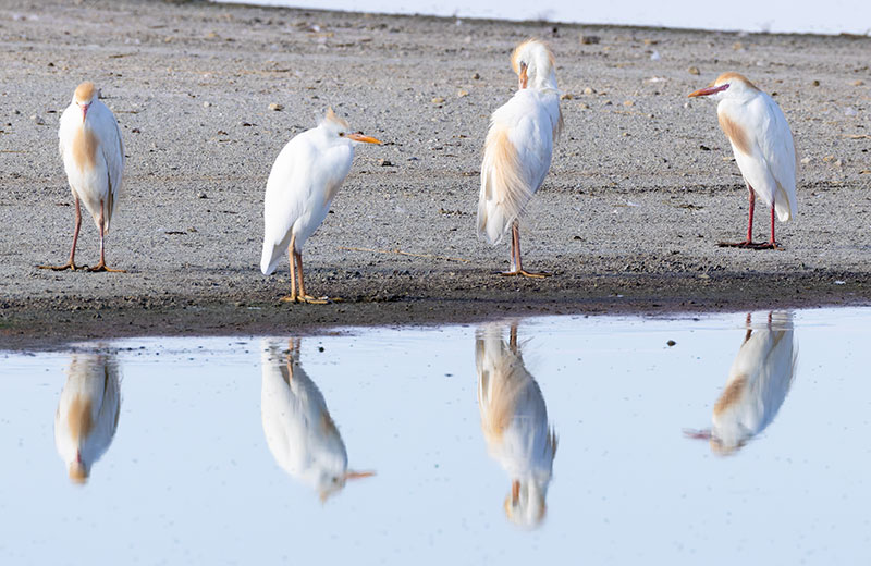 Cattle Egret Bubulcus ibis 