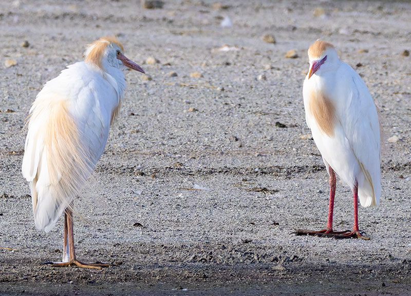 Cattle Egret Bubulcus ibis 
