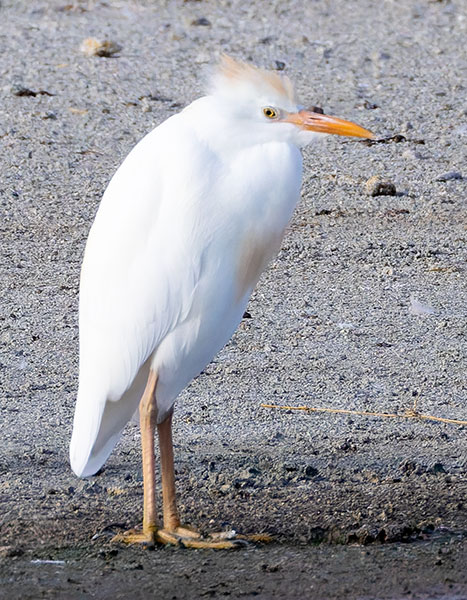 Cattle Egret Bubulcus ibis 
