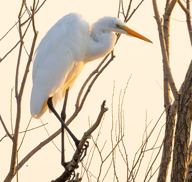 Great Egret (Common Egret) Ardea alba