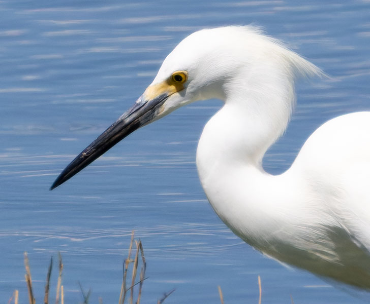 Snowy Egret Egretta thula 
