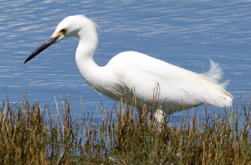 Snowy Egret Egretta thula 