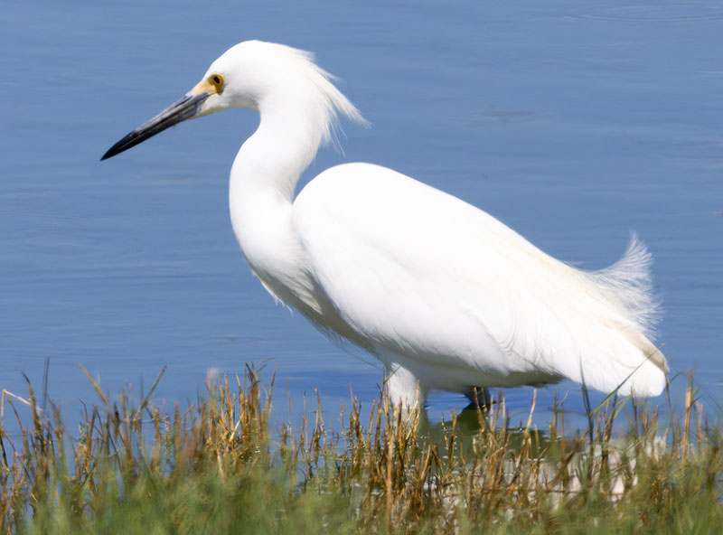 Snowy Egret Egretta thula 