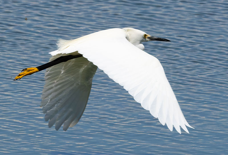 Snowy Egret Egretta thula 