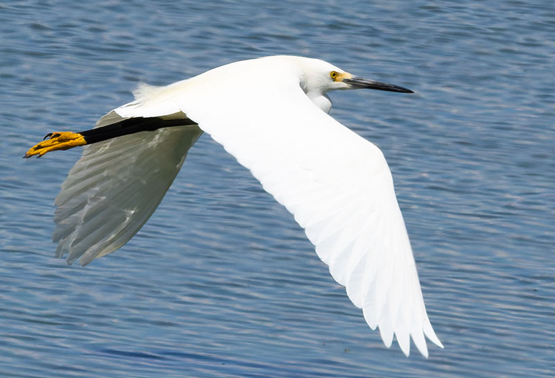 Snowy Egret Egretta thula 