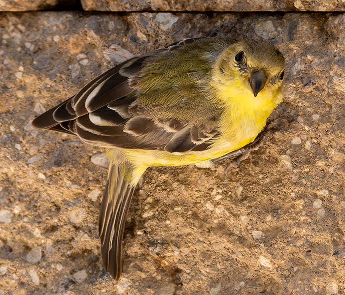 Lesser Goldfinch Carduelis psaltria
