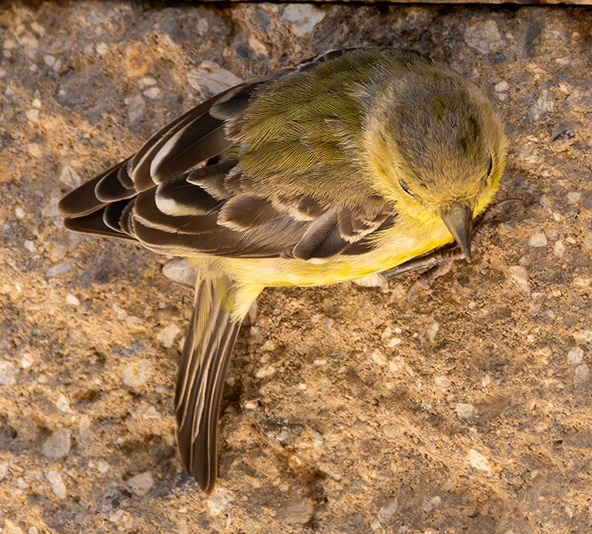 Lesser Goldfinch Carduelis psaltria