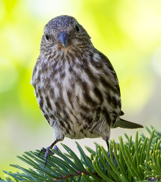 Pine Siskin Spinus Pinus