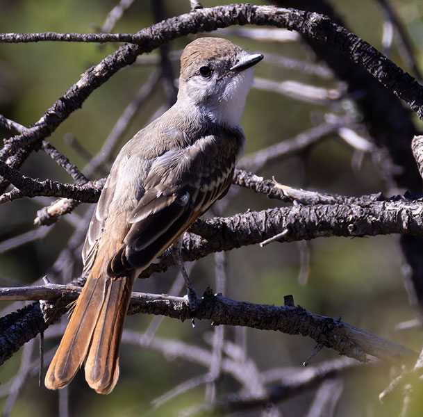 Ash-throated Flycatcher Myiarchus cinerascens 