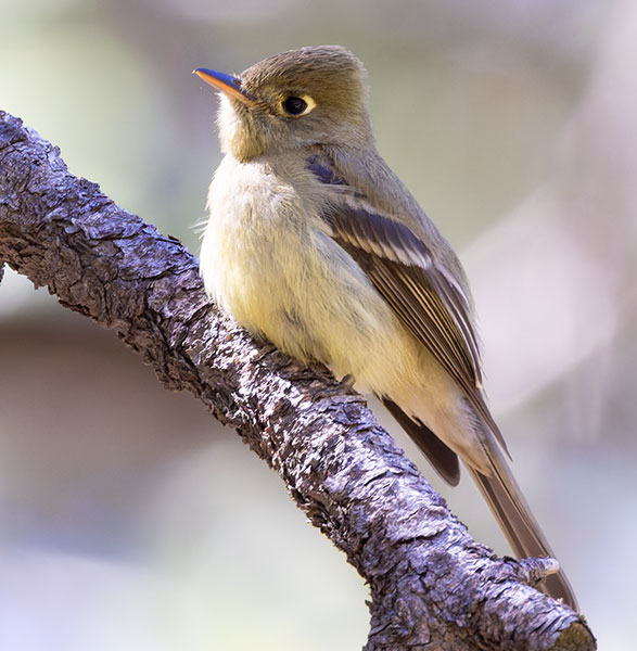 Western (Cordilleran) Flycatcher Empidonax difficilis (occidentalis) 