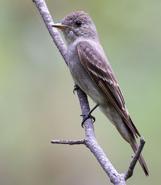 Greater Pewee Contopus pertinax 