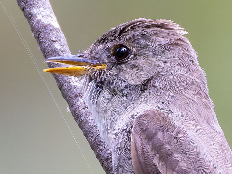 Greater Pewee Contopus pertinax 