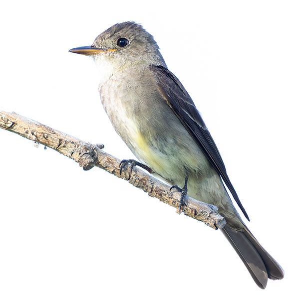 Willow Flycatcher Empidonax traillii