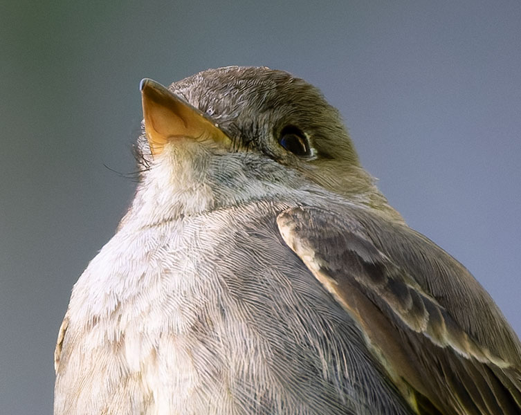Western Wood-Pewee Contopus sordidulus