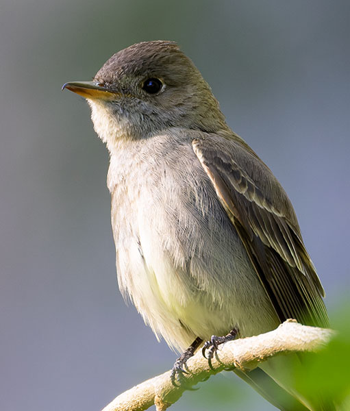 Western Wood-Pewee Contopus sordidulus