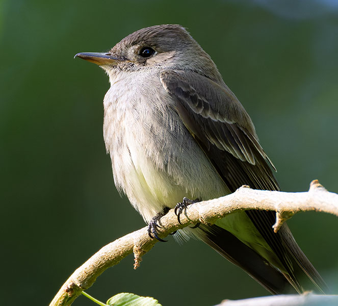Western Wood-Pewee Contopus sordidulus