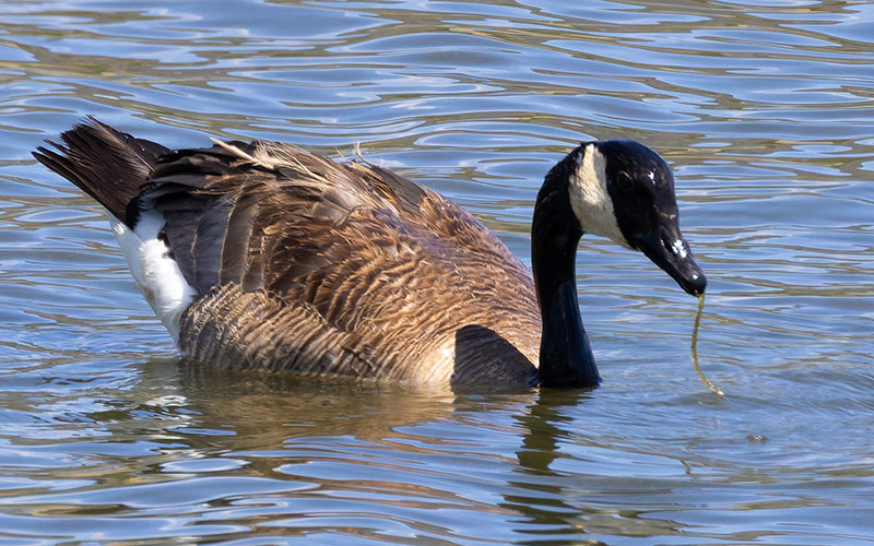 Canada Goose Branta canadensis 