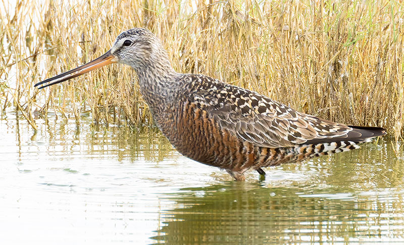 Hudsonian Godwit Limosa haemastica