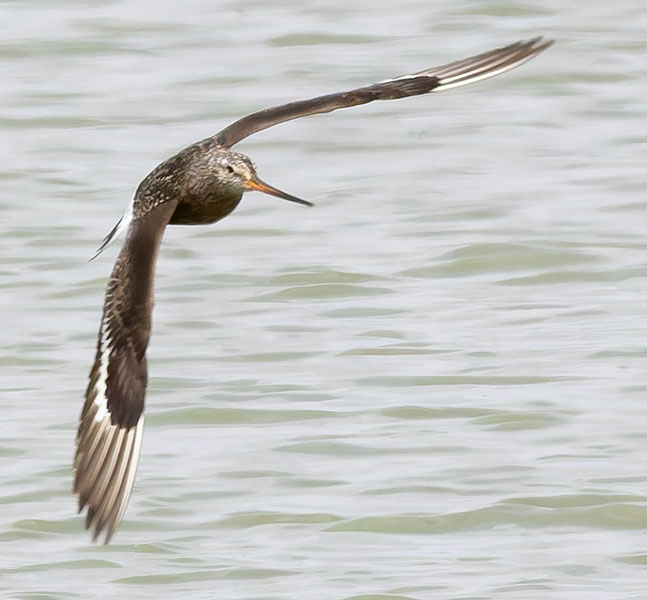 Hudsonian Godwit Limosa haemastica
