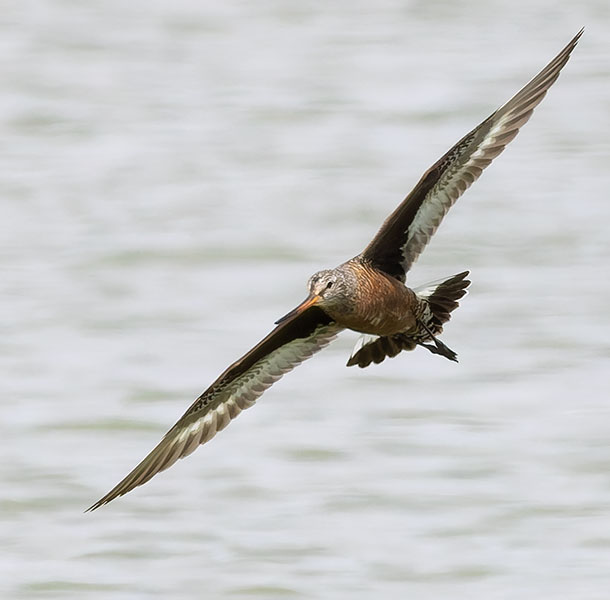 Hudsonian Godwit Limosa haemastica