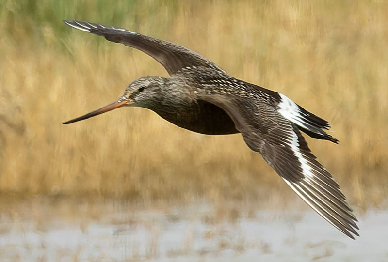 Hudsonian Godwit Limosa haemastica