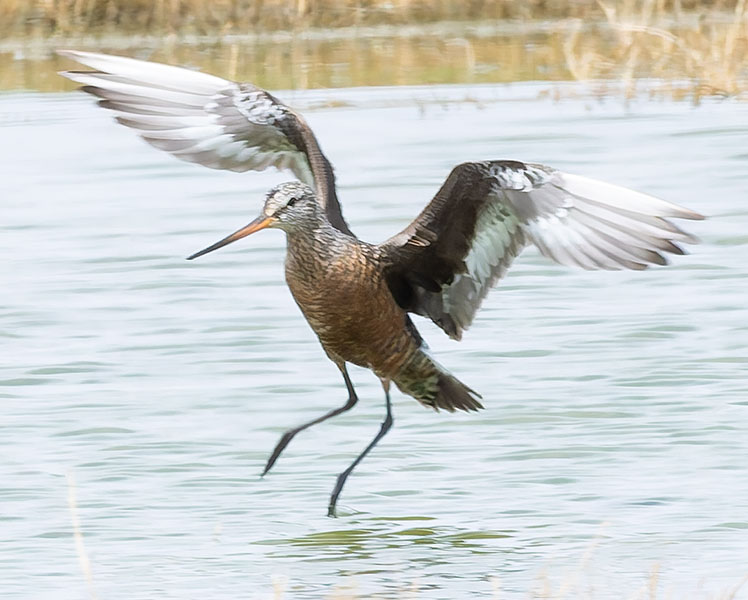 Hudsonian Godwit Limosa haemastica