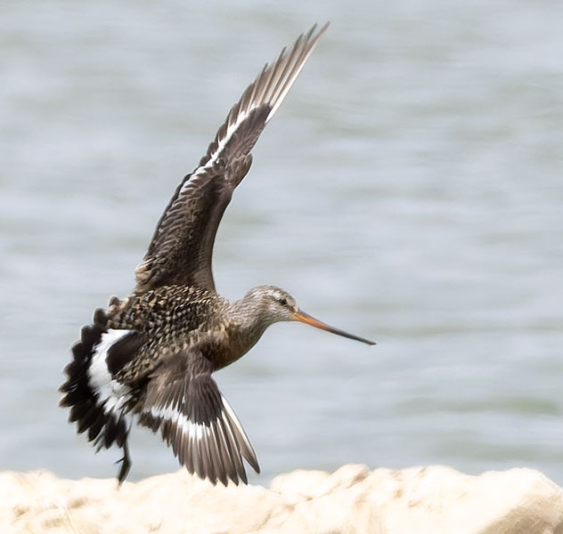 Hudsonian Godwit Limosa haemastica
