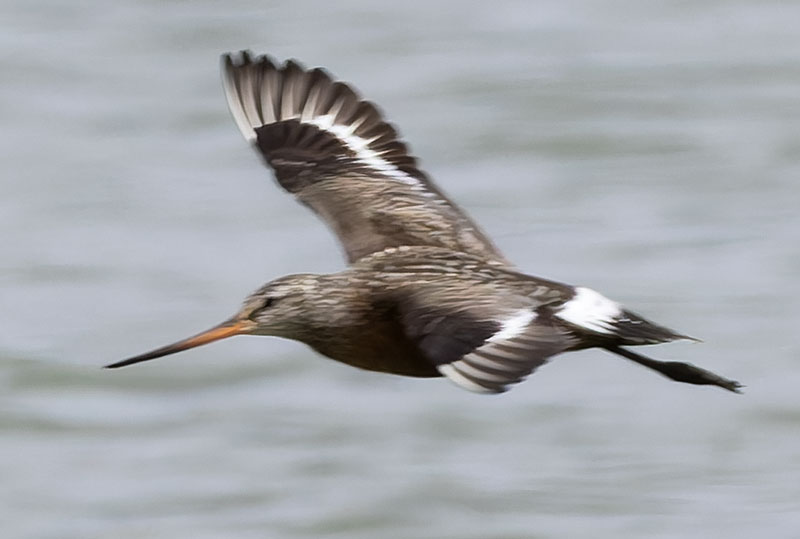 Hudsonian Godwit Limosa haemastica