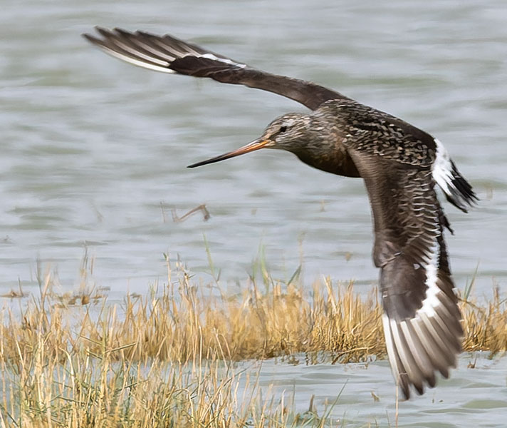 Hudsonian Godwit Limosa haemastica