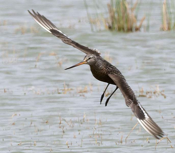 Hudsonian Godwit Limosa haemastica