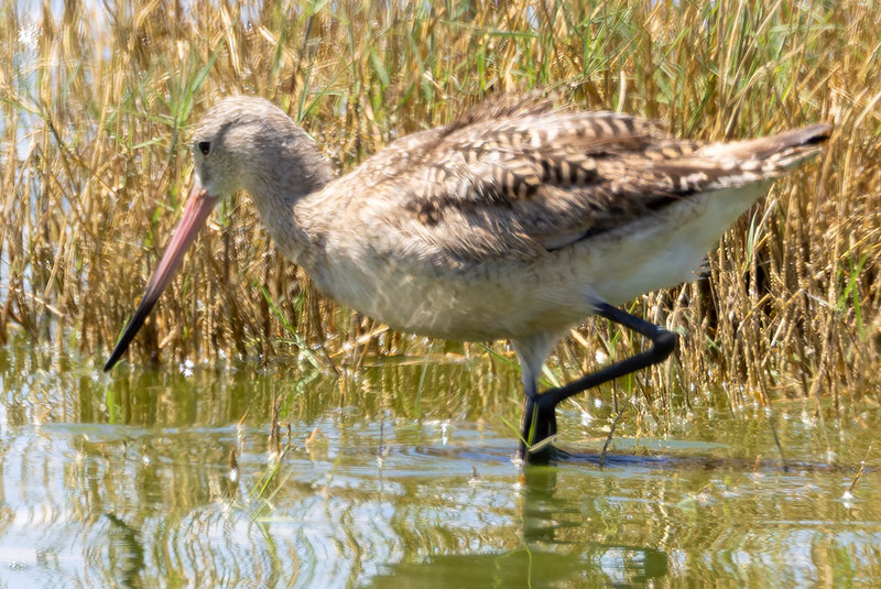 Marbled Godwit Limosa fedoa