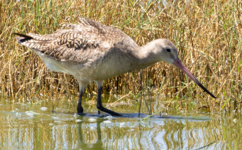 Marbled Godwit Limosa fedoa