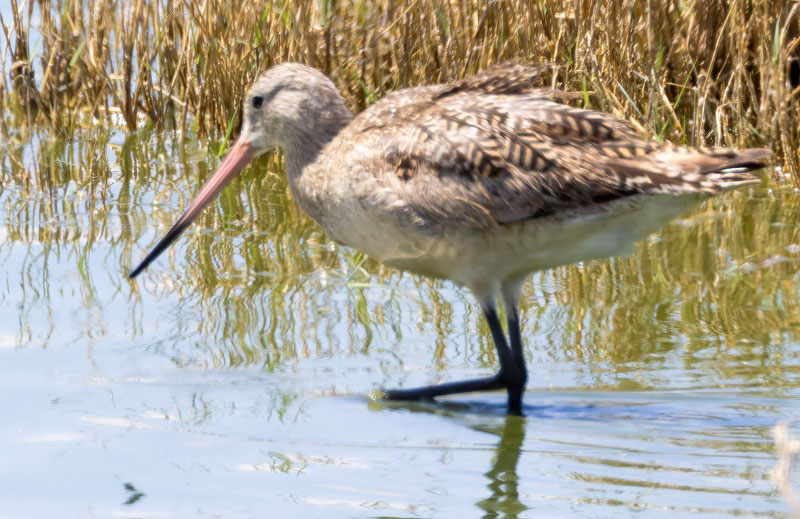 Marbled Godwit Limosa fedoa