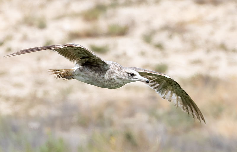 California Gull Larus californicus 