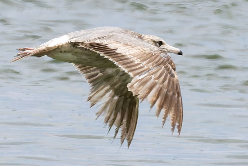 California Gull Larus californicus 