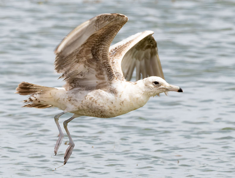 California Gull Larus californicus 