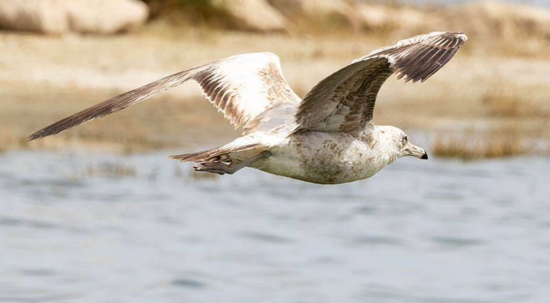 California Gull Larus californicus 