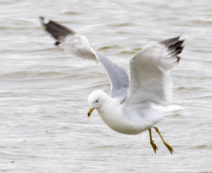 Ring-billed Gull Larus delawarensis 